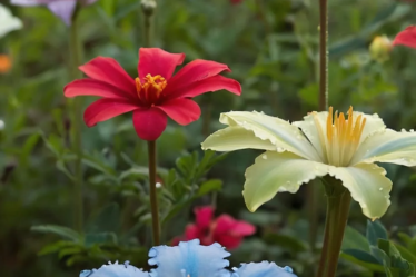 #15 Action Blooms