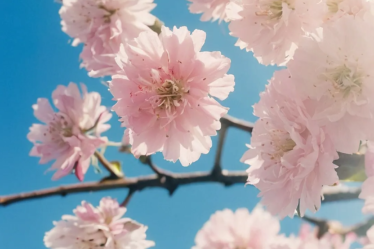 #15 Bloom Screen